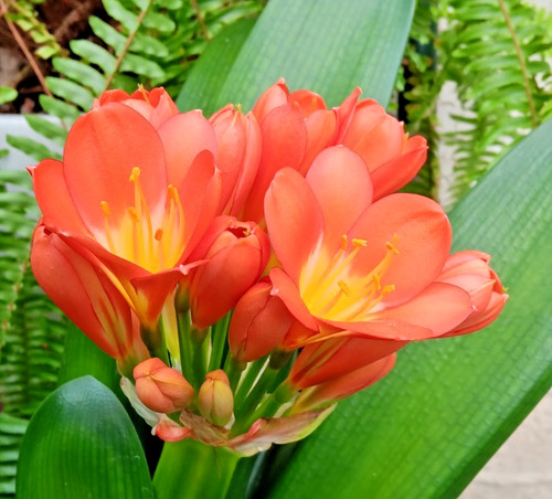 Clivia miniata bush lily house - clivia,
