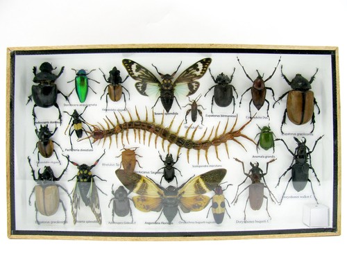 Insectes exotiques réel - 3d,
