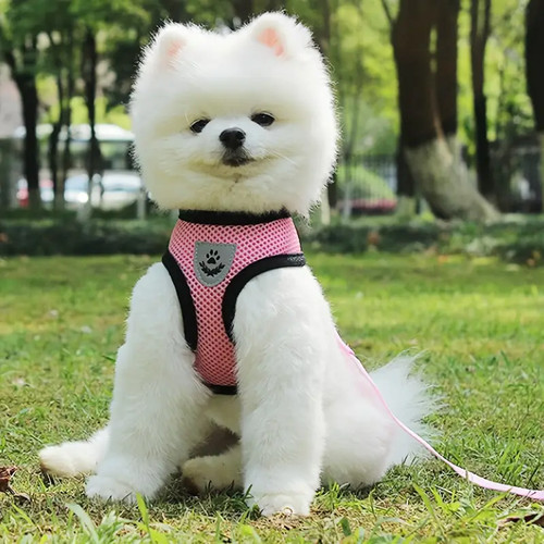 Harnais pour chien chat - pour, ou