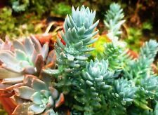 À NE PAS MANQUER : 1 Tige de Sédum Bleu Rare à rempoter ! Résistant et élégant !