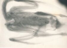 Radio image scanner photo photographie palmipède radiographie