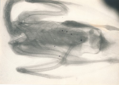 Radio image scanner photo