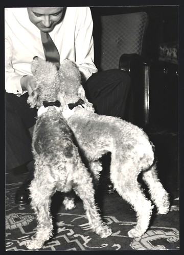 Photographie chien caniche