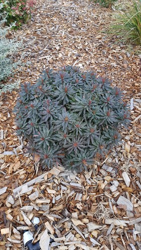 Euphorbia amygdaloides