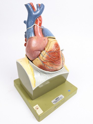 Vtg somso heart model - -, rare