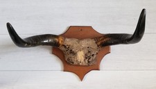 Trophée cornes vache sur