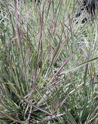 Schizachyrium scoparium