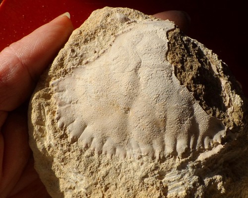 Grand crabe fossile - crabe, miocÈne