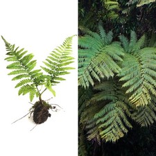 RARE LIVE Bare Plant : Cyathea