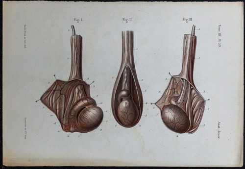1866 testicule épididyme - &,
