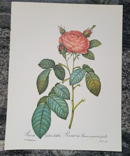 ROSA GALLICA LATIFOLA Rose by