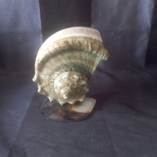 ancien grand coquillage Turbo Marmoratus monté sur socle en coquillage nacre