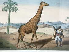 Gravure Encadrée Couleur