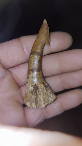 Onchopristis poisson scie