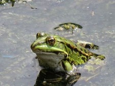Set de table photo poster A3