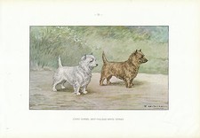 Document Ancien - Cairn Terrier  Monographie de Chien de Chasse 1965 