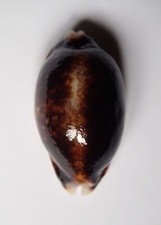 Cypraea eglantina niger