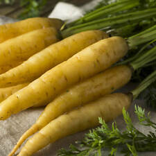 250 graines de carotte jaune du Doubs , non traitée