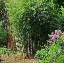 Bambou Non Traçant ( Fargesia Robusta Campbell ) 40/50CM