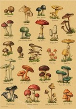 Affiche éducative poster d’histoire naturelle vintage A3 « Champignons D »