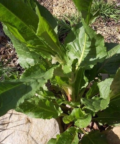 Oseille epinard rumex - ♫,