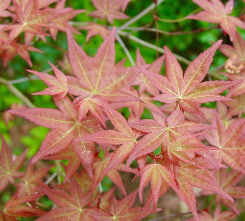 Acer palmatum corallinum - acer, 'corallinum'