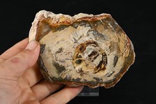 Bois petrifié du Madagascar