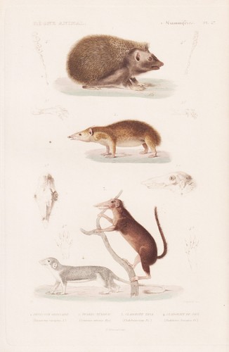 Hérisson tenreks tenrec - hérisson,