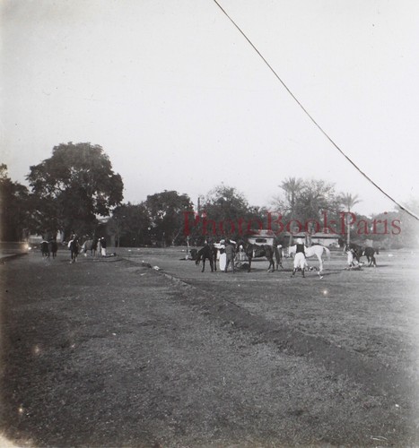 Egypte chevaux race - egypte, de