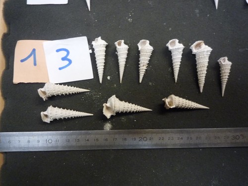 151 potamides - 151.11'', b