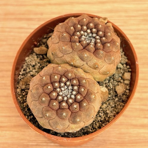 Copiapoa hypogée pot - pot, cm