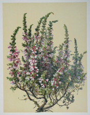 Bruyère Lithographie