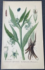 Botanique Consoude officinale Gravure couleur de 1893 par Masclef