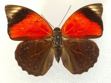 Agrias sahlkei sahlkei f