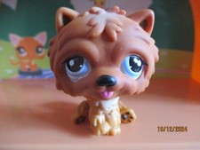 Petshop Chien Chow Chow #1831