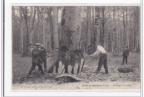 Foret belleme abattage - :,