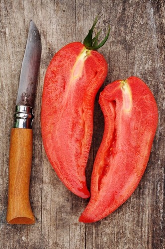 Tomate cornue des andes - cornue,