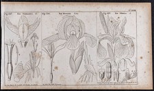 1834 - Iris d'Allemagne et
