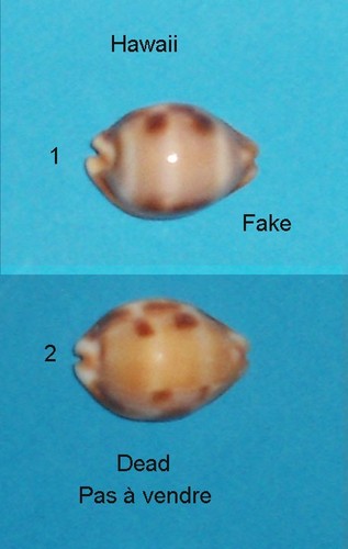 Cypraea tessellata fake - ,