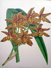John Nugent Fitch ORIGINAL