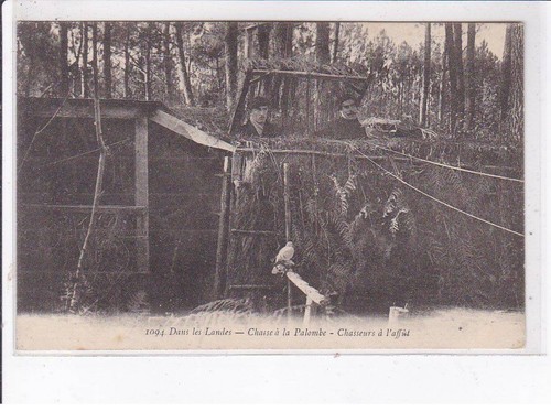 Landes chasse la palombe - à,