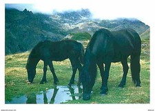 Animaux - Chevaux - Cheval de