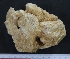 Bivalve fossile  Bathonien