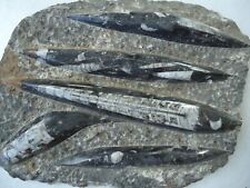 ROCHE FOSSILE POISSONS COQUILLAGE