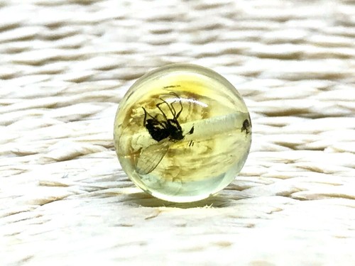 Insecte ambre perle - , ronde