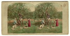 photo stéréo colorisée 1865 - Récolte des olives - métier côte-d'Azur - Nice