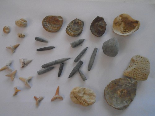 Fossiles dents de requins - fossiles,