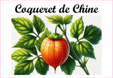 Coqueret Chine 12 Etiquettes