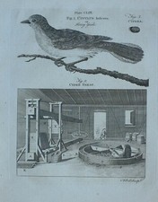 1797 Original Imprimé Cuculus