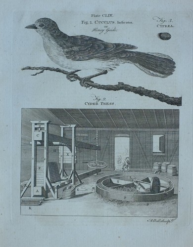 1797 original imprimé cuculus - 1797,